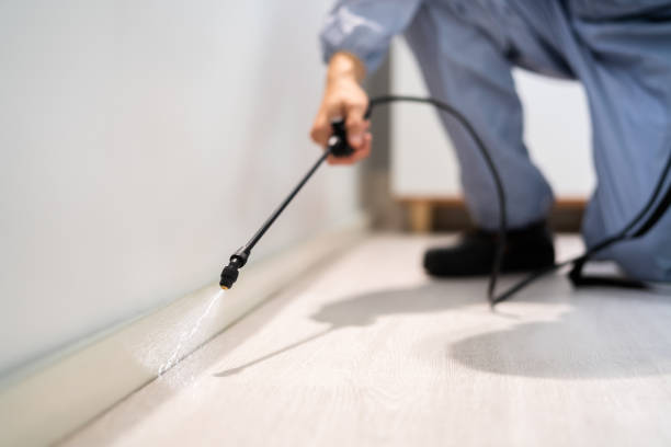 Licensed Wasp Removal service in Wellington, KS - Show Me Pest Control